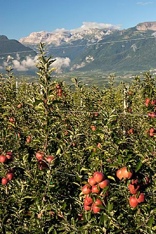 Apple orchard, Val di Non towards Brenta dolomites, Trentino, Italy Apple orchard, Val di Non towards Brenta dolomites, Trentino, Italy