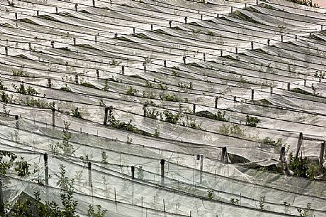 Apple orchards of Val di Non protected by anti hail coverage, Non Valley, Trentino, Italy