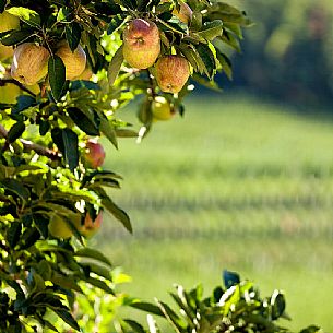 Yellow apples ready to eat on a fruit plantation in the Non Valley, Val di Non, the famous apple Valley, Trentino, Italy