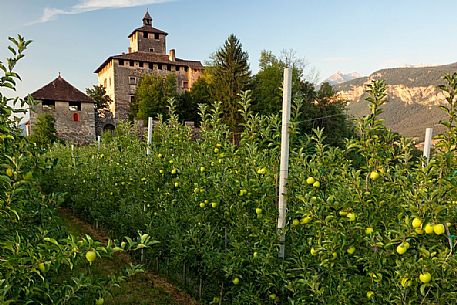 Castel Nanno castle and apple trees, Val di Non, Trentino, Italy