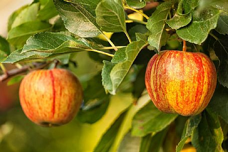 Apples ready to eat on a fruit plantation in the Non Valley, Val di Non, the famous apple Valley, Trentino, Italy Apples ready to eat on a fruit plantation in the Non Valley, Val di Non, the famous apple Valley, Trentino, Italy