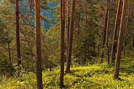 The forest at Tovel Lake, Brenta dolomites, Trentino, Italy The forest at Tovel Lake, Brenta dolomites, Trentino, Italy