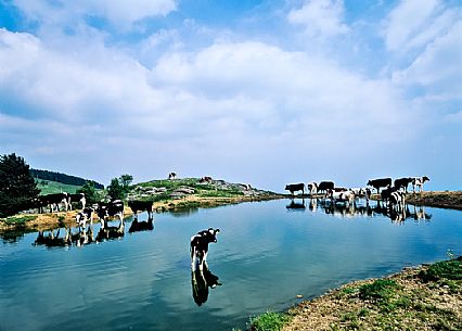 Cows graze near the puddle lake or lama of water, Asiago, Italy