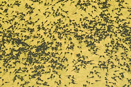 Tadpoles in an alpine pond, Asiago, Italy