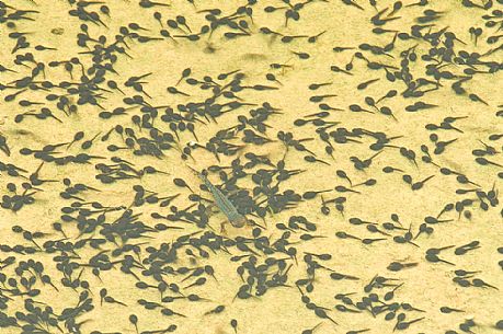 Tadpoles in an alpine pond, Asiago, Italy