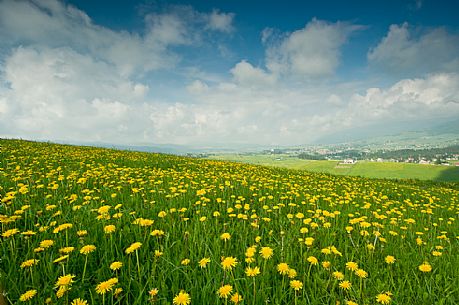 Dandelion bloom on the plateau of Asiago, Italy