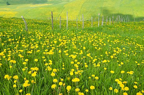 Dandelion bloom on the plateau of Asiago, Italy