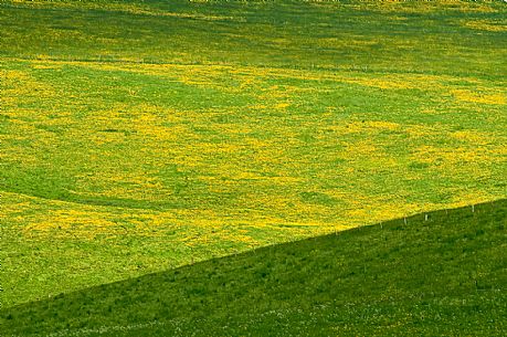 Dandelion bloom on the plateau of Asiago, Italy