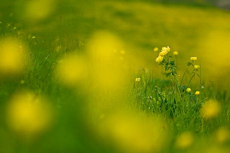 Buttercup, Trollius europaeus, Asiago, Italy