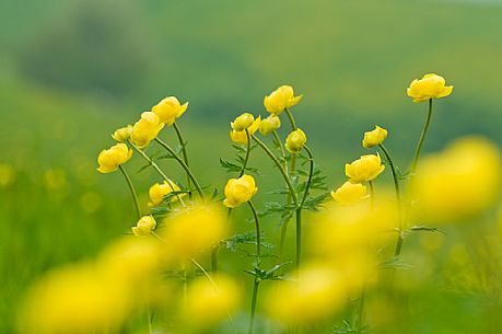 Buttercup, Trollius europaeus, Asiago, Italy