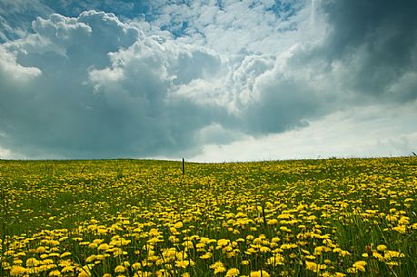 Dandelion bloom on the plateau of Asiago, Italy