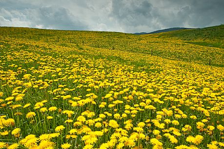 Dandelion bloom on the plateau of Asiago, Italy