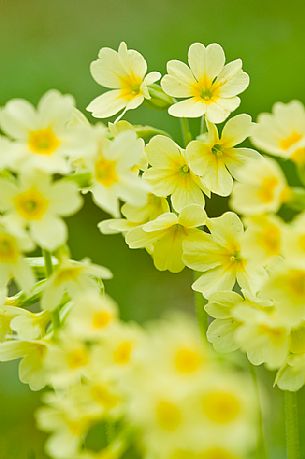primrose more, Primula elatior, Asiago, Italy primrose more, Primula elatior, Asiago, Italy