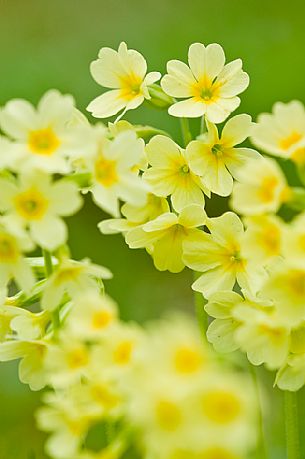 primrose more, Primula elatior, Asiago, Italy