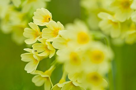 primrose more, Primula elatior, Asiago, Italy