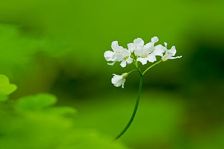 Trifoliate Bittercress, Italy