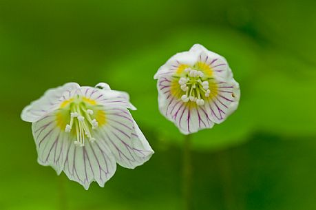 Flowering of oxalis acetosella (sorrel) in spring, Asiago, Italy