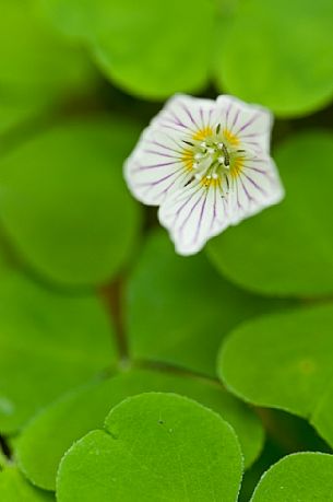 Flowering of oxalis acetosella (sorrel) in spring, Asiago, Italy