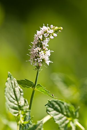 Wild mint flowering, Italy