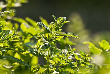 Wild mint, Italy