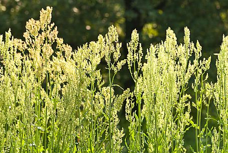 Acetosa (Rumex acetosa) or sorrel horse, Italy