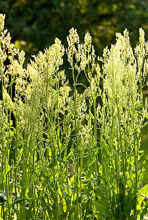 Sorrel horse, Acetosa (Rumex acetosa), Italy