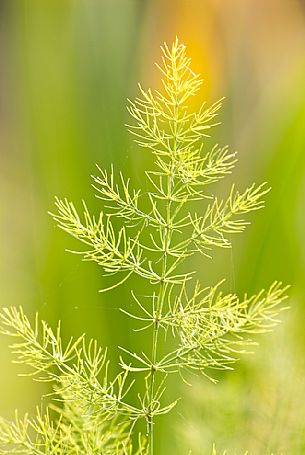 Wild asparagus, Italy