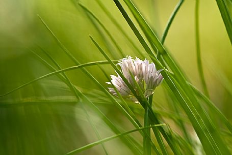 Chives flowering, Italy