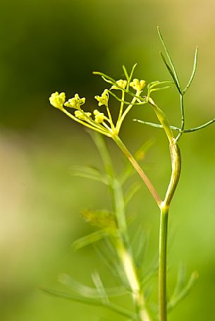 Wild fennel, Italy