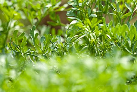 Plants of rue, Italy