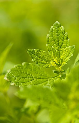 Plant of melissa, Italy