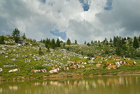 cows grazing on the mountain Zebio, Asiago plateau, Italy cows grazing on the mountain Zebio, Asiago plateau, Italy