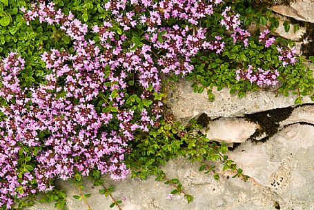 wild thyme, Asiago, Italy