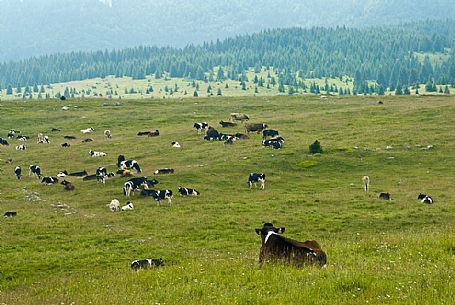 grazing cows, Asiago, Italy