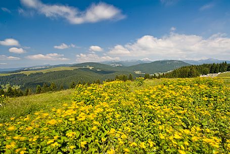 Flowering meadow in Meletta di Gallio, Asiago, Veneto, Italy, Europe