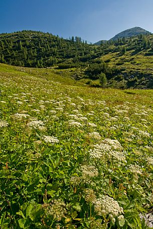 Alpine meadow to Ortigara mountain, Asiago, Italy