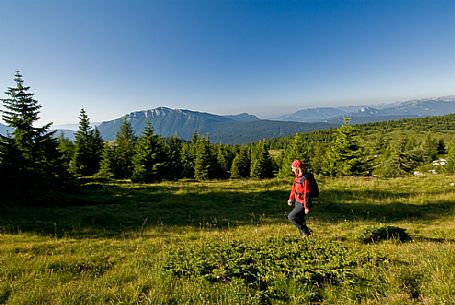 Hiker walking to Manderiolo mount, Asiago, Veneto, Italy, Europe Hiker walking to Manderiolo mount, Asiago, Veneto, Italy, Europe