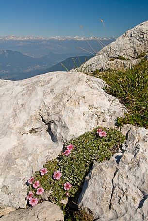Flowers of potenilla nitida on the top of mount Manderiolo, Asiago, Italy