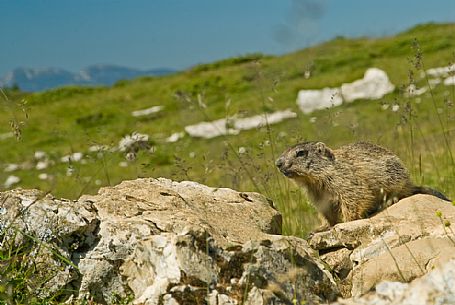 Marmott in the meadows of Campo Manderiolo, Asiago, Italy Marmott in the meadows of Campo Manderiolo, Asiago, Italy