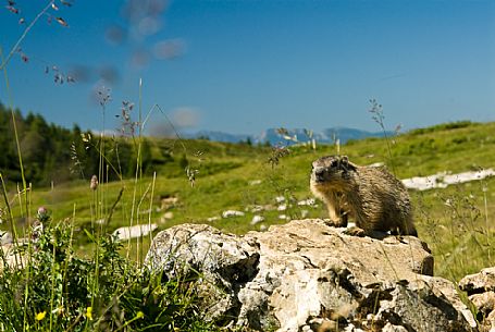 Marmott in the meadows of Campo Manderiolo, Asiago, Italy