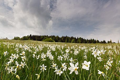 Blooming daffodils in Lentiai, Belluna valley, Italy