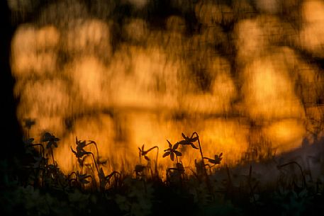 backlit daffodils at dawn on the Bellunesi Dolomites, Italy