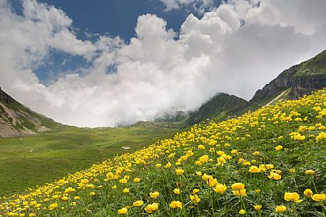 flowering buttercup in Busa delle Vette, Dolomiti Bellunesi National Park, Italy