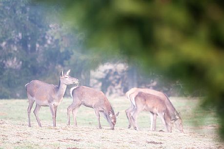 Female of deer grazing