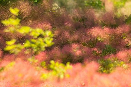 smoke tree in bloom, san michele mount, karst, Italy