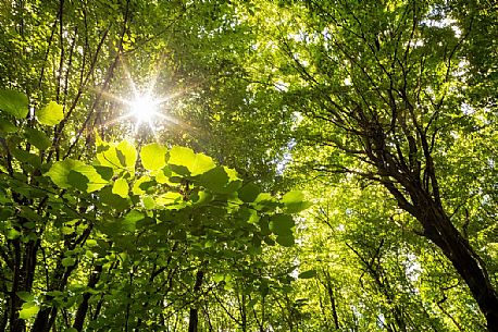 Inside the lowland forest of Muzzana del Turgnano,Italy
