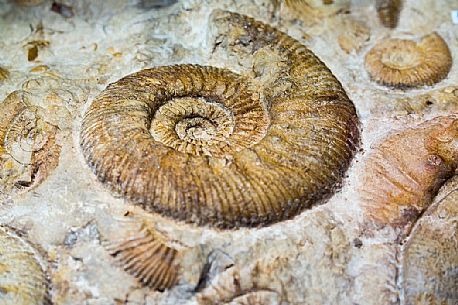 Ammonite fossil to Attilio Benetti museum, Lessinia, Italy Ammonite fossil to Attilio Benetti museum, Lessinia, Italy