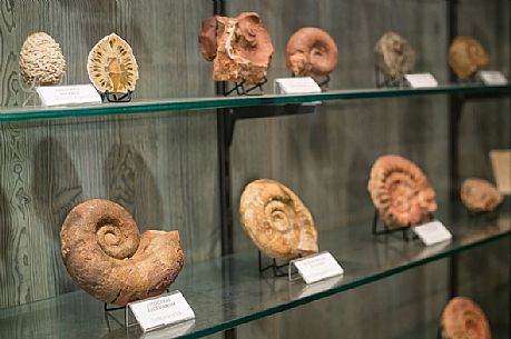 Group of ammonite fossil to Attilio Benetti museum, Lessinia, Italy Group of ammonite fossil to Attilio Benetti museum, Lessinia, Italy