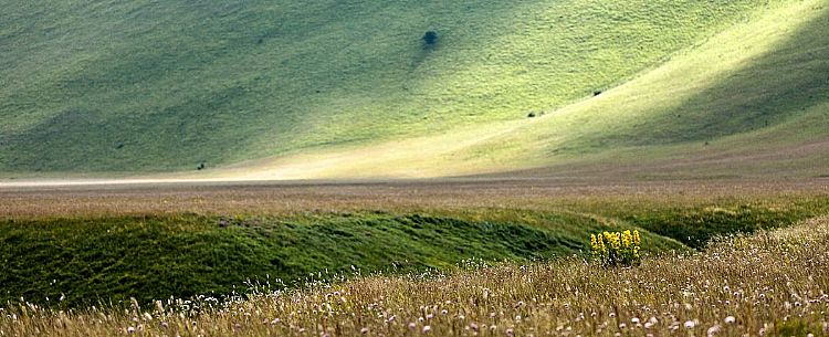 Flowering yellow gentians on the slope of Vettore mountain, Castelluccio di Norcia, Italy