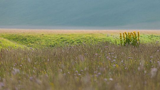 Flowering yellow gentians on the slope of Vettore mountain, Castelluccio di Norcia, Italy Flowering yellow gentians on the slope of Vettore mountain, Castelluccio di Norcia, Italy